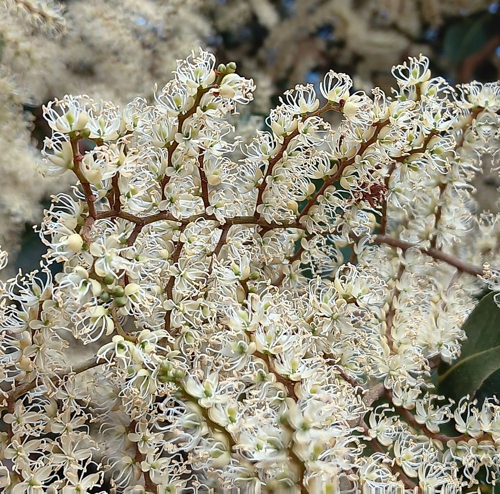 Photograph by Marzio Fattorini