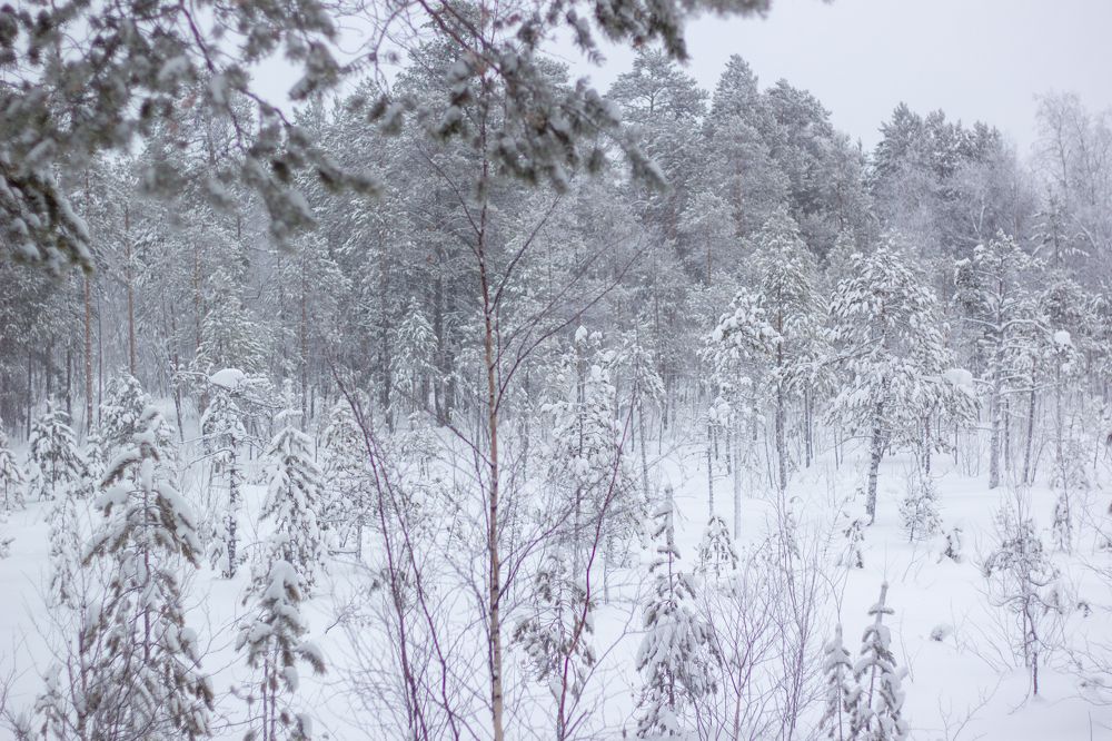 Photograph by Ольга Денисова