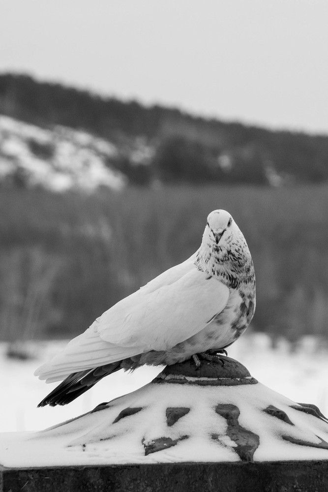 Photograph by Екатерина Осколкова