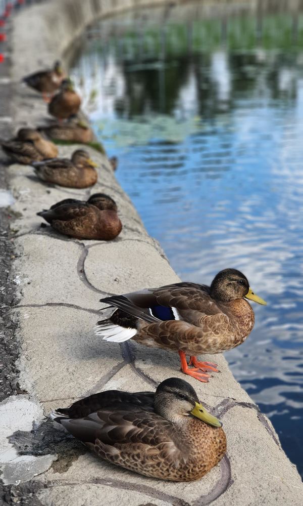 Photograph by Оксана Бессчетнова