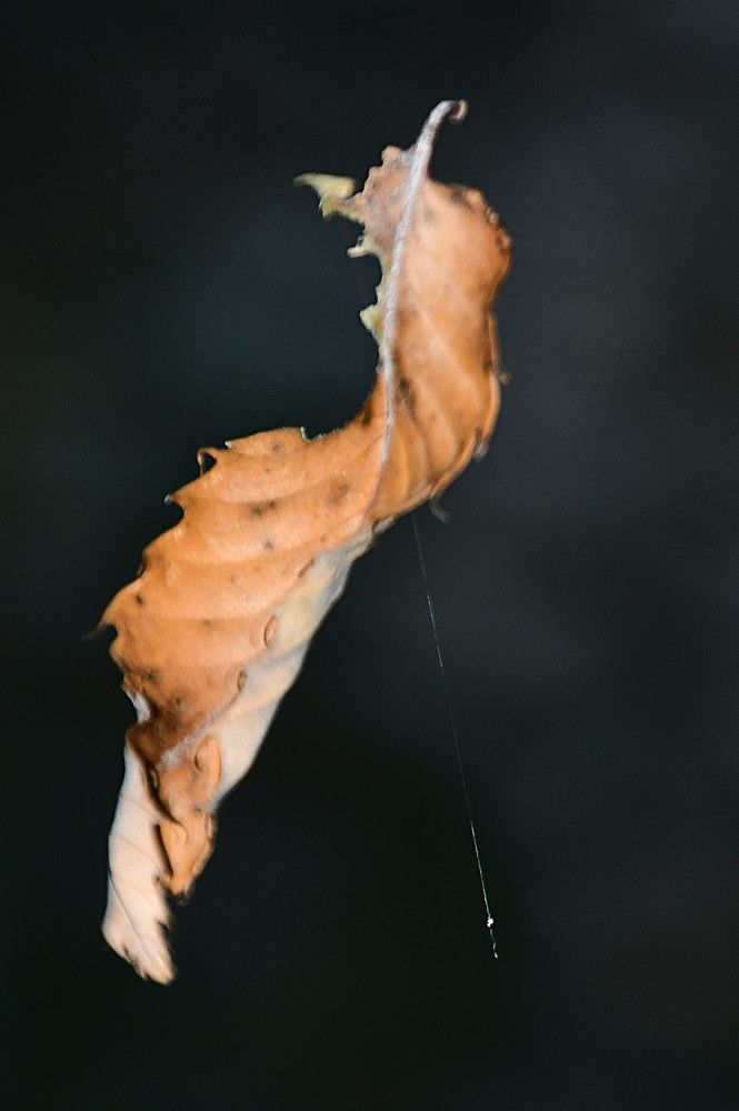 Photograph by Marzio Fattorini