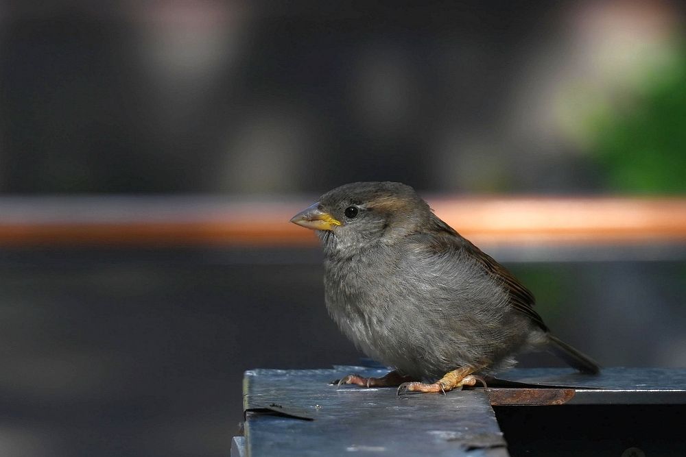 Желторотик-воробей
