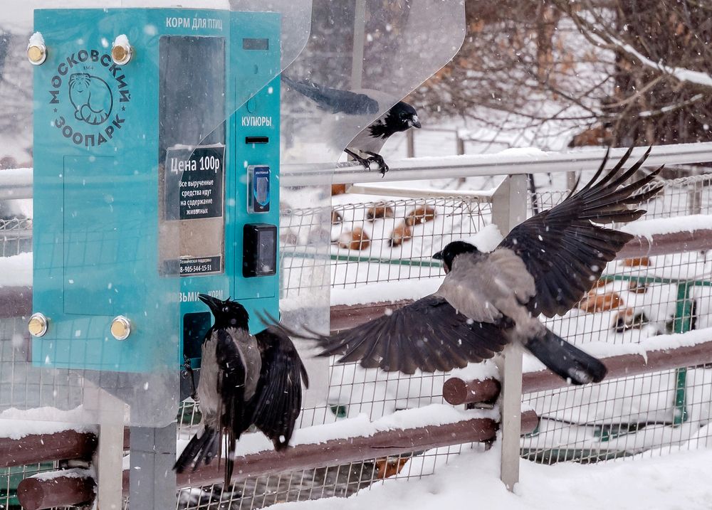 Вороний интеллект