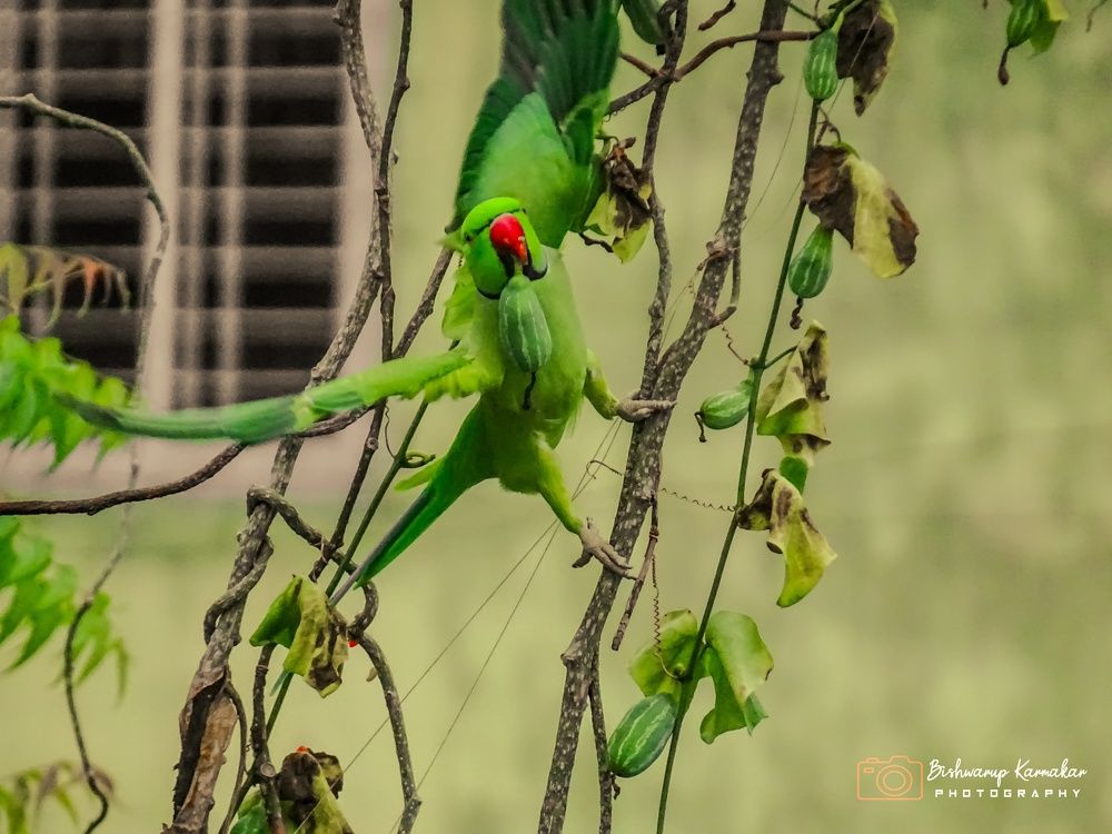 Photograph by Bishwarup Karmakar