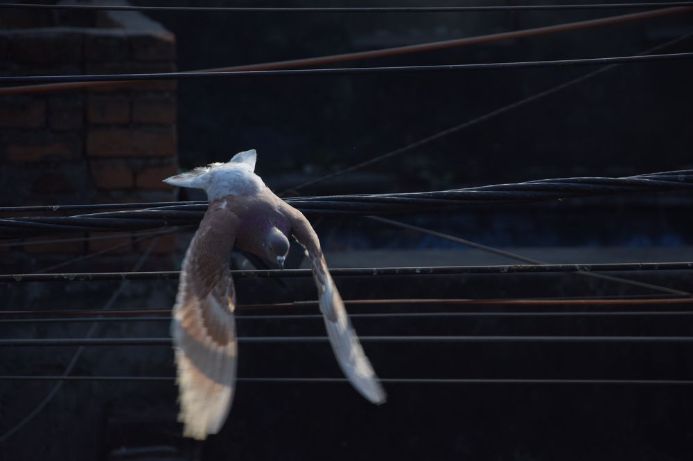 Photograph by Bishwarup Karmakar