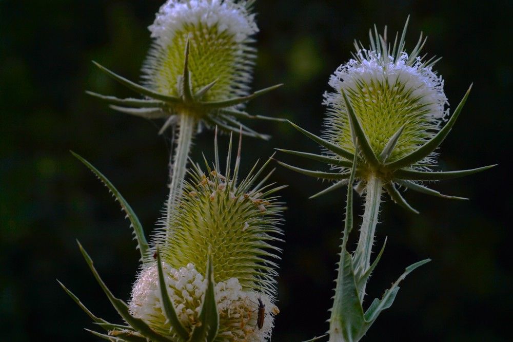 Тръни по магарешки