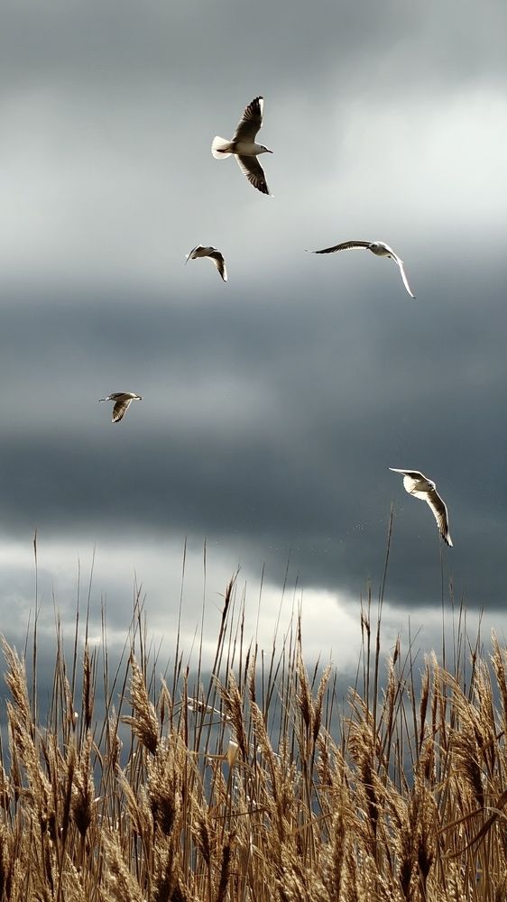 Photograph by Максим Сундеев