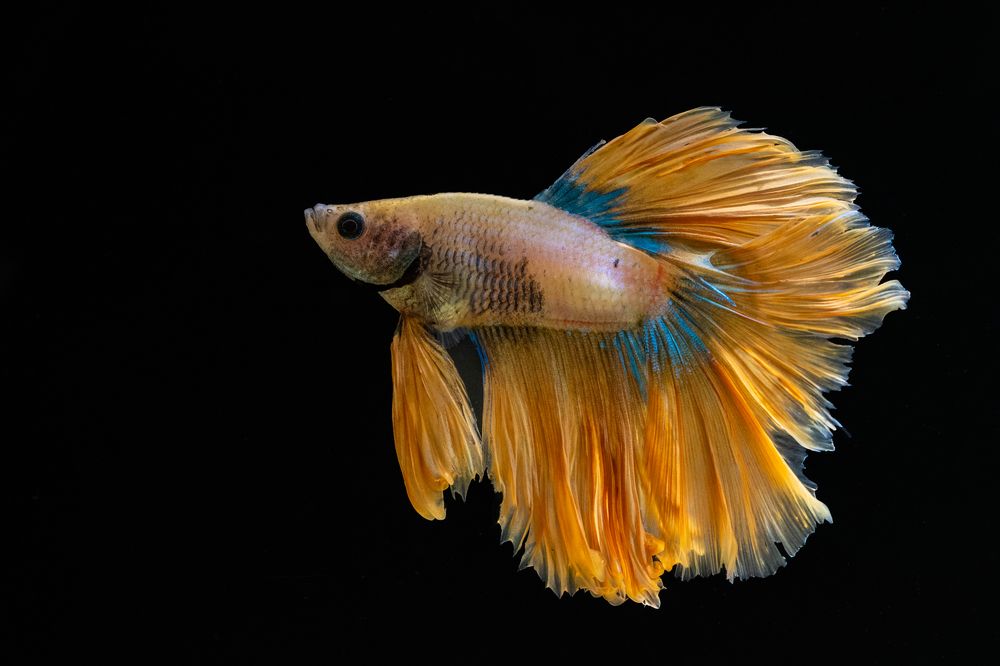 Photograph by Gatis Vilbrants