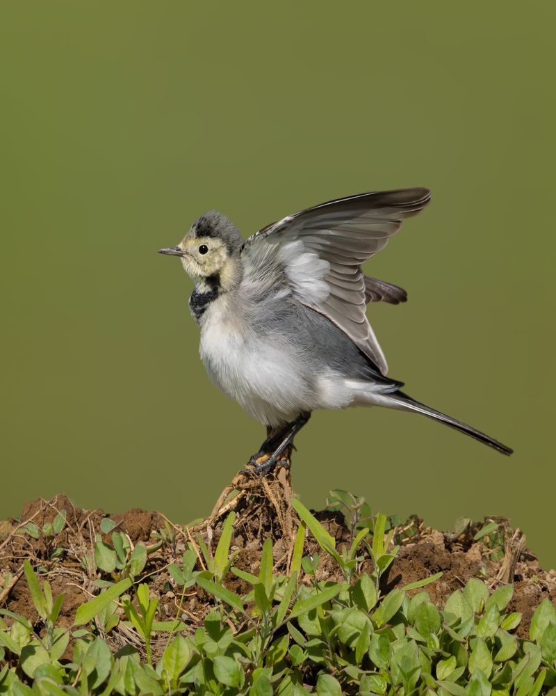 White Wagtail