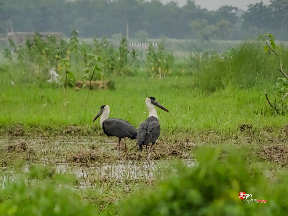 Photograph by Bishwarup Karmakar