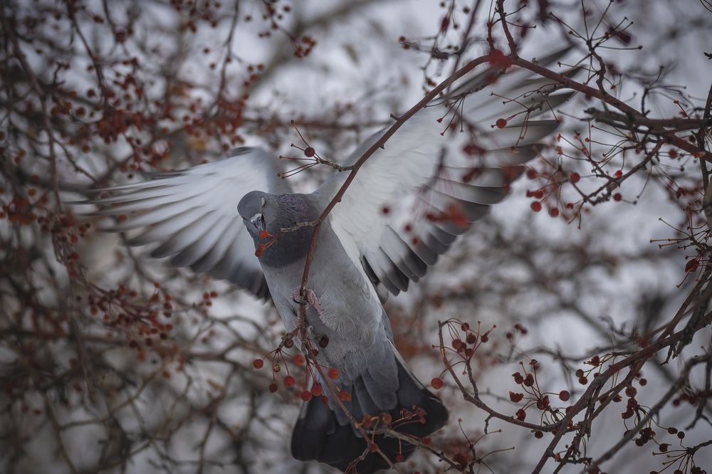 Photograph by Алексей Мякота