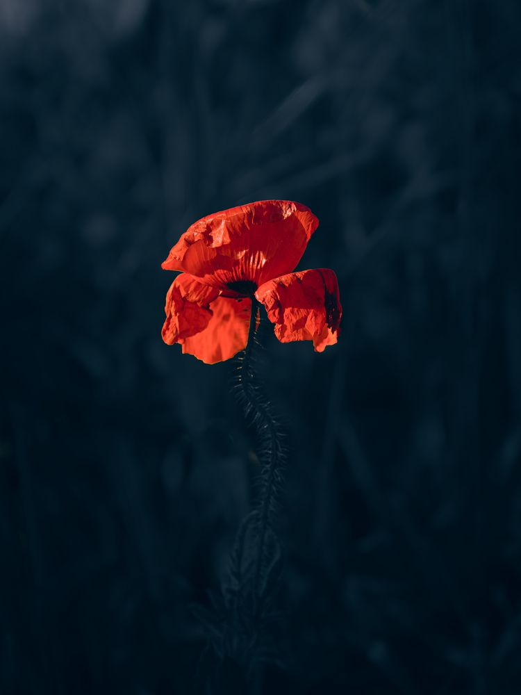 Photograph by Samir Meftah