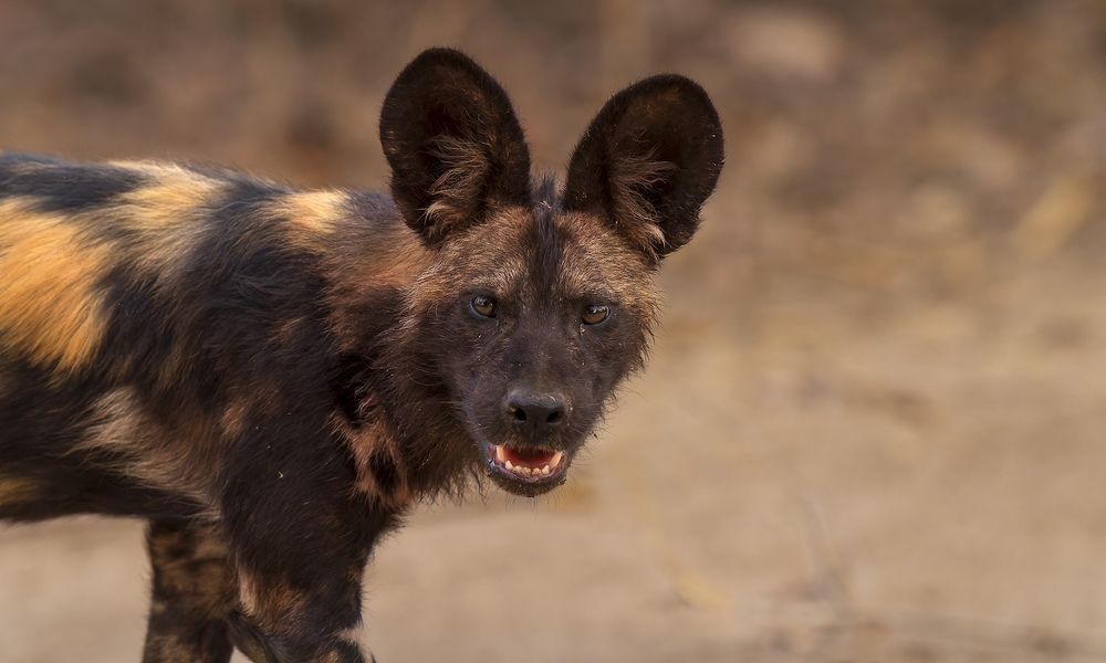 Photograph by Turgay Uzer
