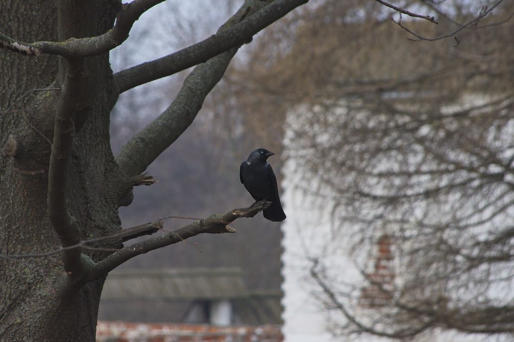 Photograph by Алексей Бородинов