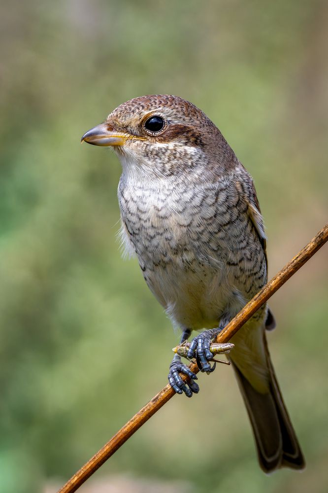 Photograph by Антон Науменко