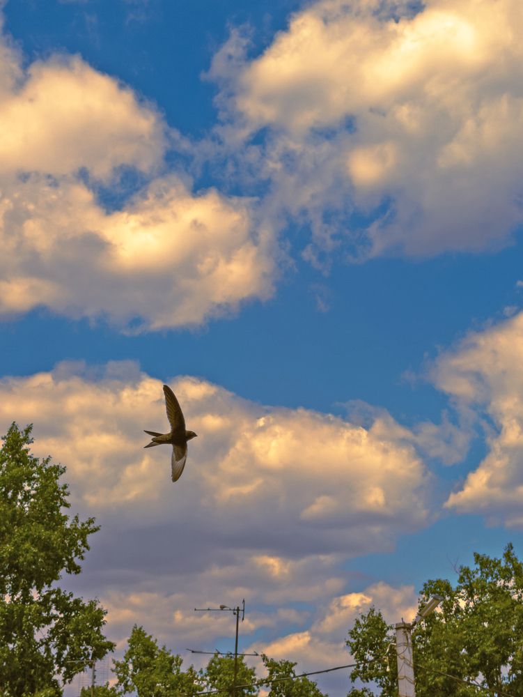 Быстрый стриж в вечернем небе