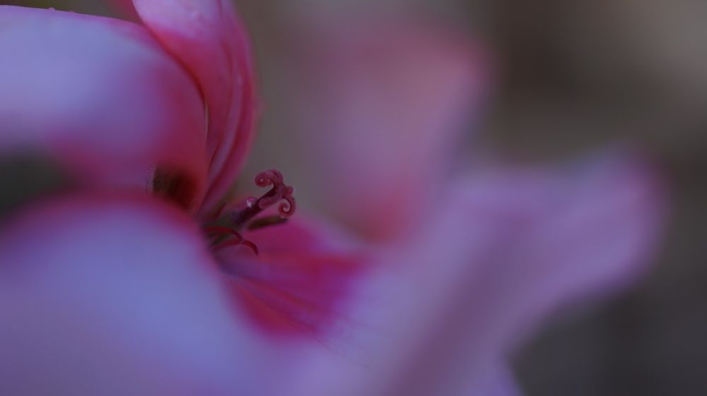 Photograph by mansour Hamdaoui