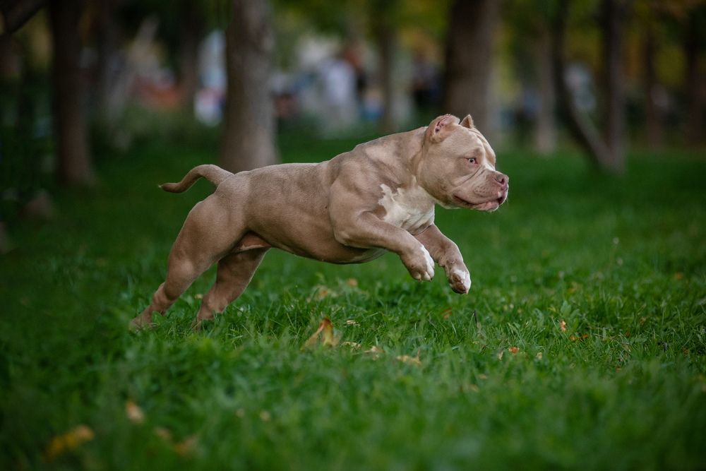 Фотография автора Вероника Черекаева