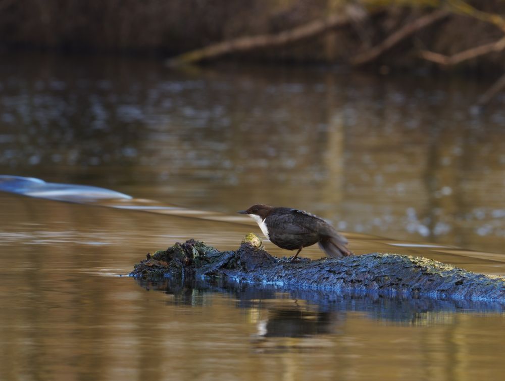 Оляпка сушит перья в золотых лучах солнца