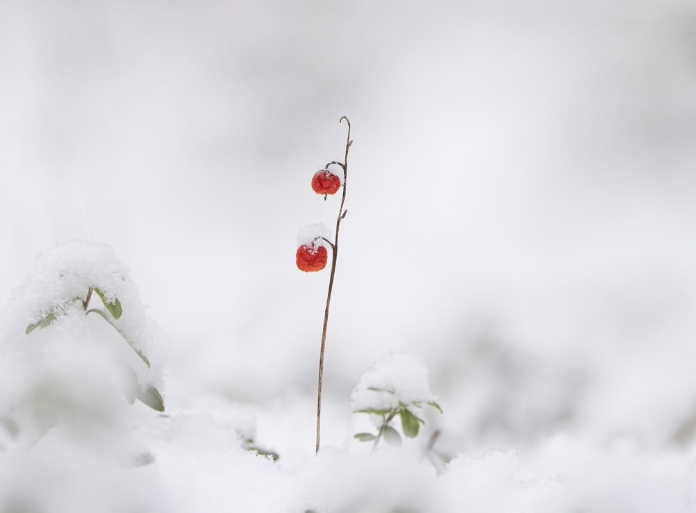 Photograph by Андрей Киселёв