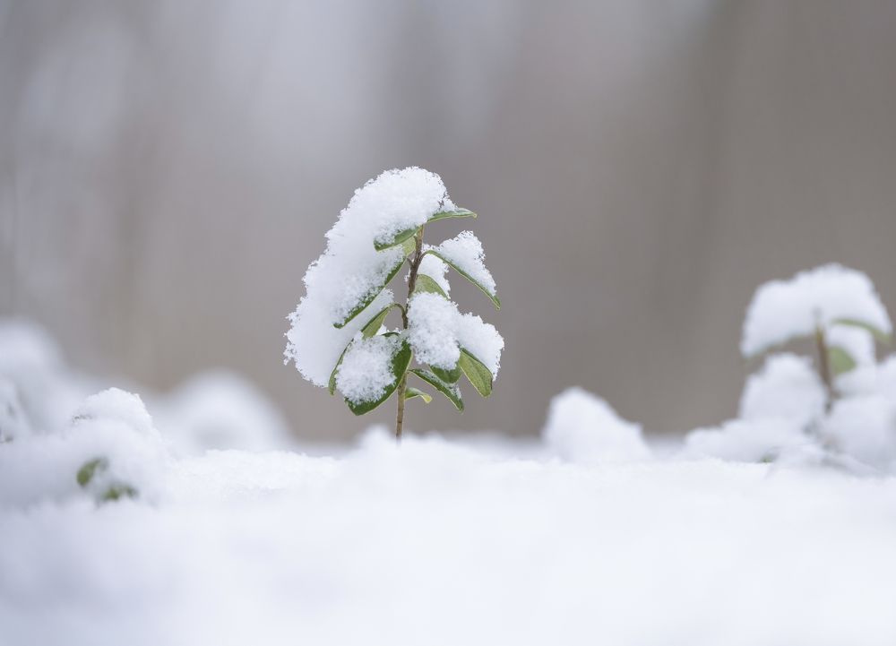 Photograph by Андрей Киселёв
