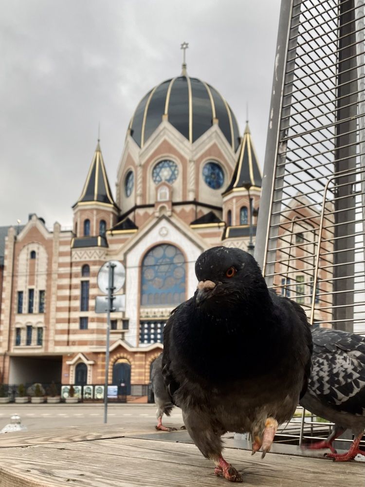 Photograph by Евгения Решетникова