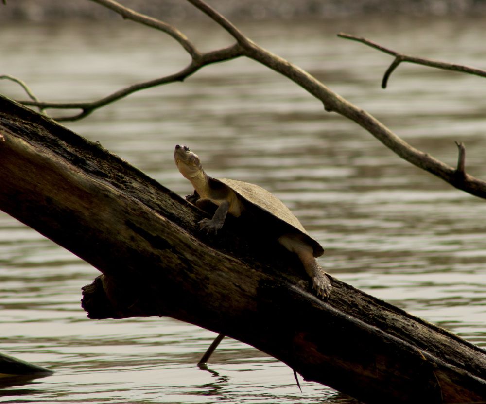 Фотография автора Ortiz Luz