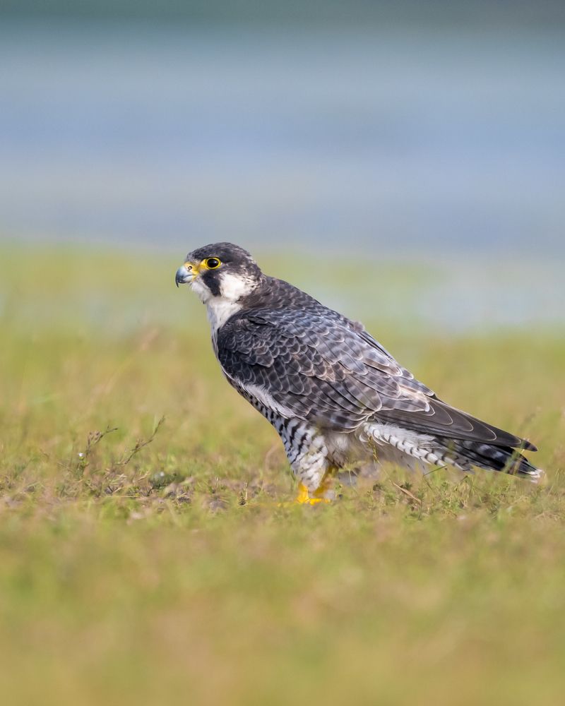 Photograph by Sathishkumar S