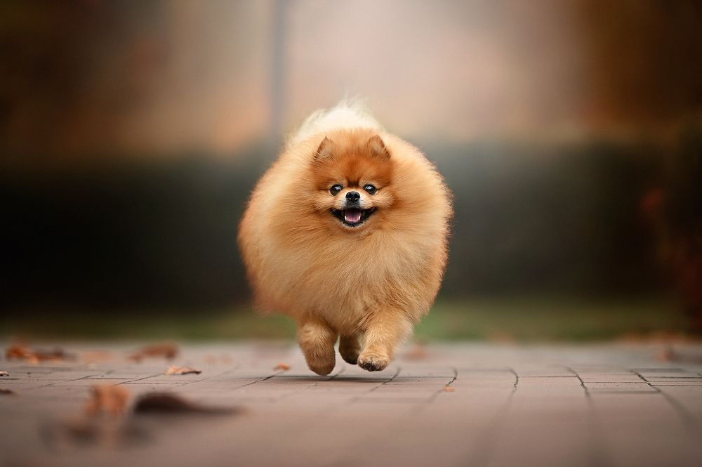 Photograph by Виталий Черняховский