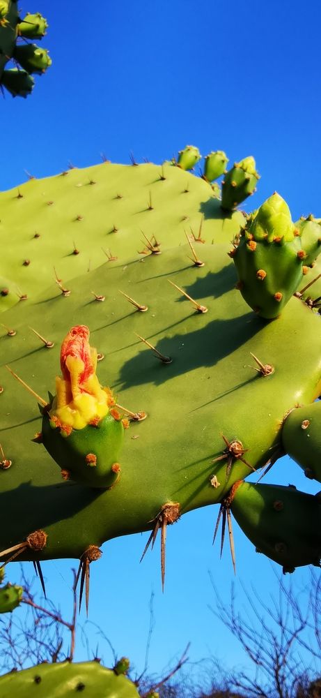 Photograph by Manuel Alencaster villalva