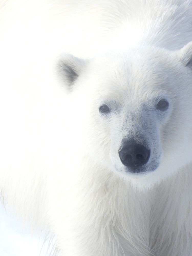 Photograph by Nicolò Agnello