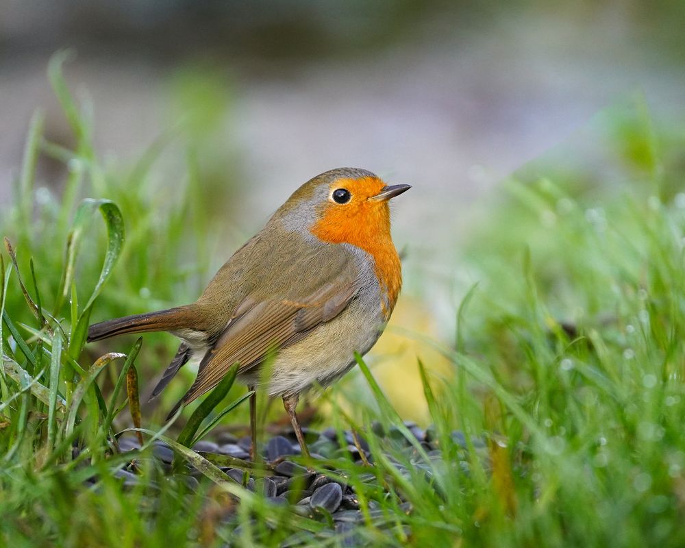 Фотография автора Оксана Дорн