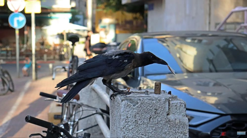 Вам письмо сэээр!