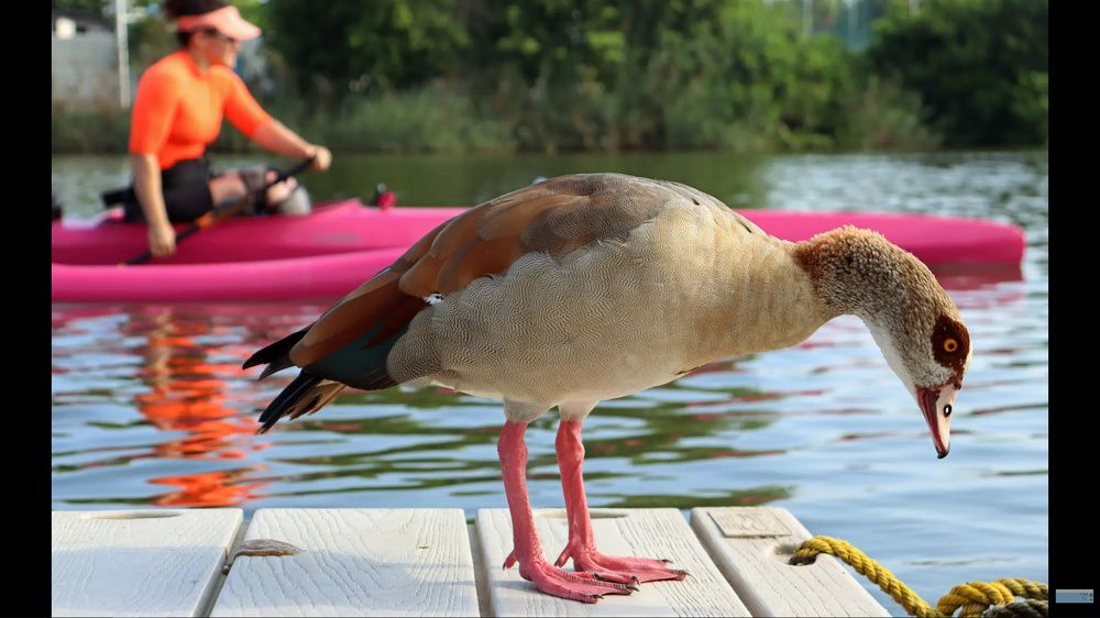 -На старт!-Внимание!!-)))