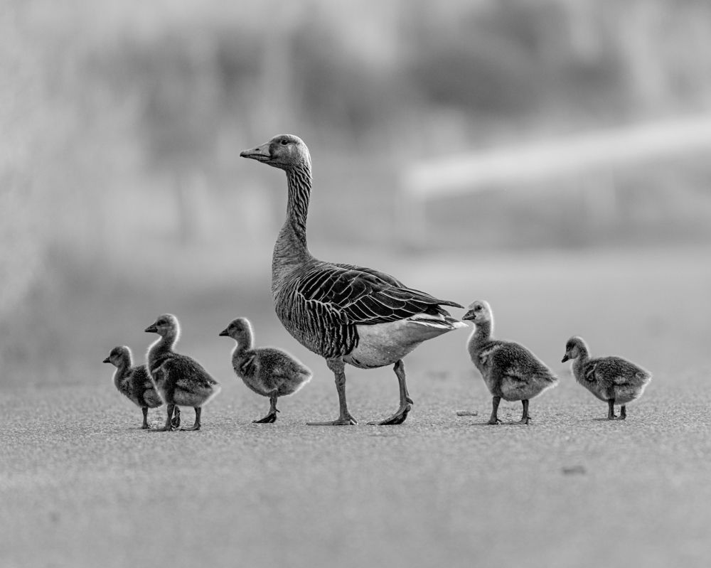 Фотография автора Оксана Дорн
