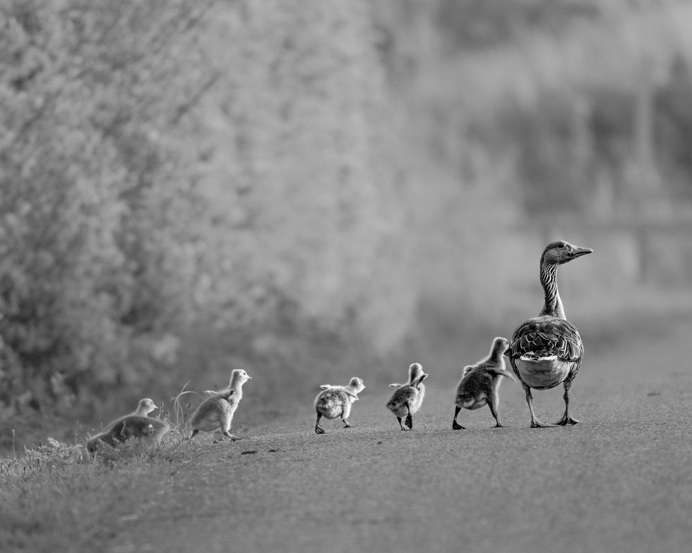 Фотография автора Оксана Дорн