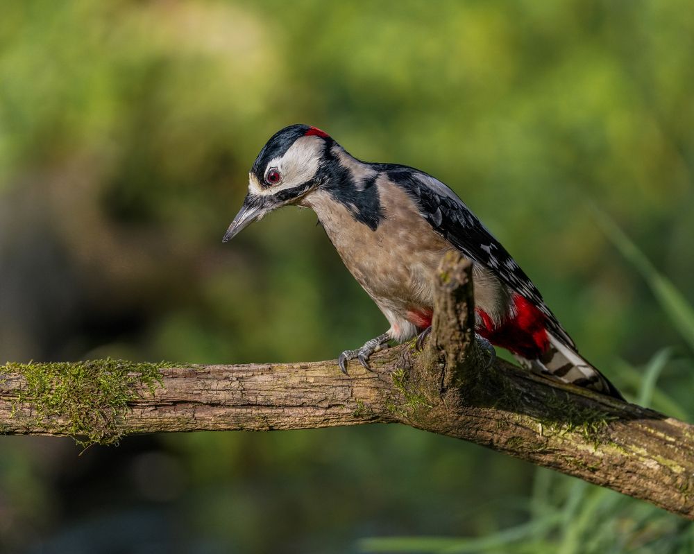 Фотография автора Оксана Дорн