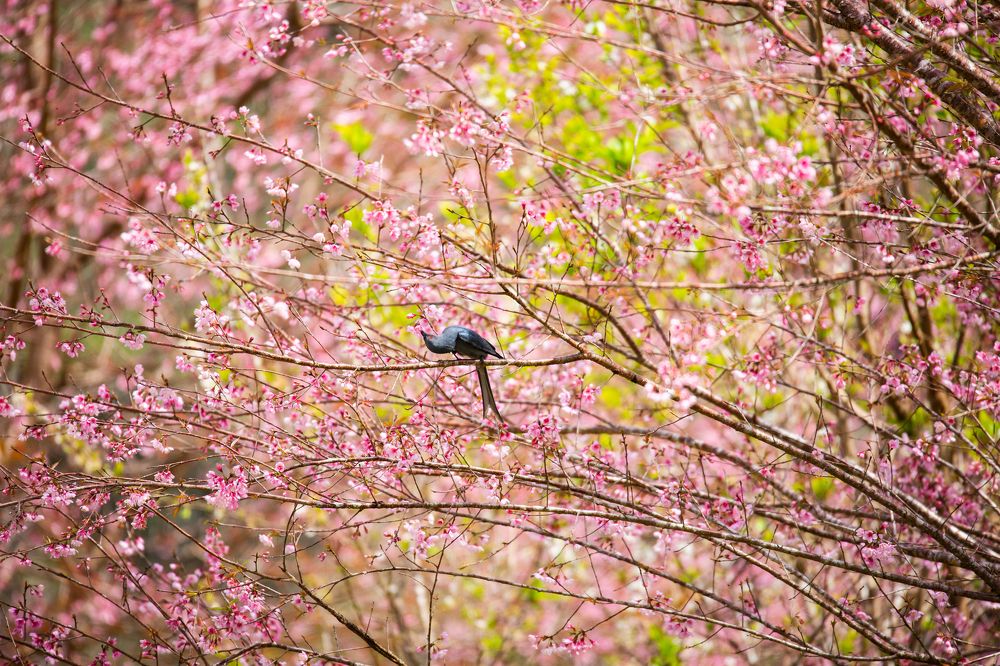 Photograph by HOANG MINH