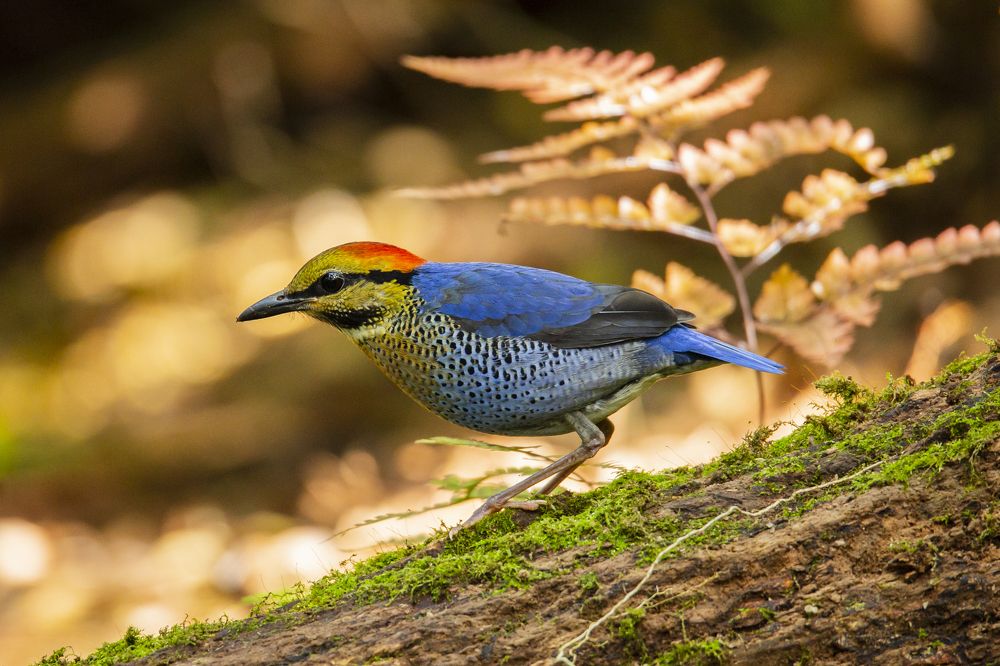 Photograph by HOANG MINH