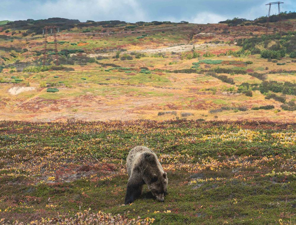Фотография автора Ирина Голомазова