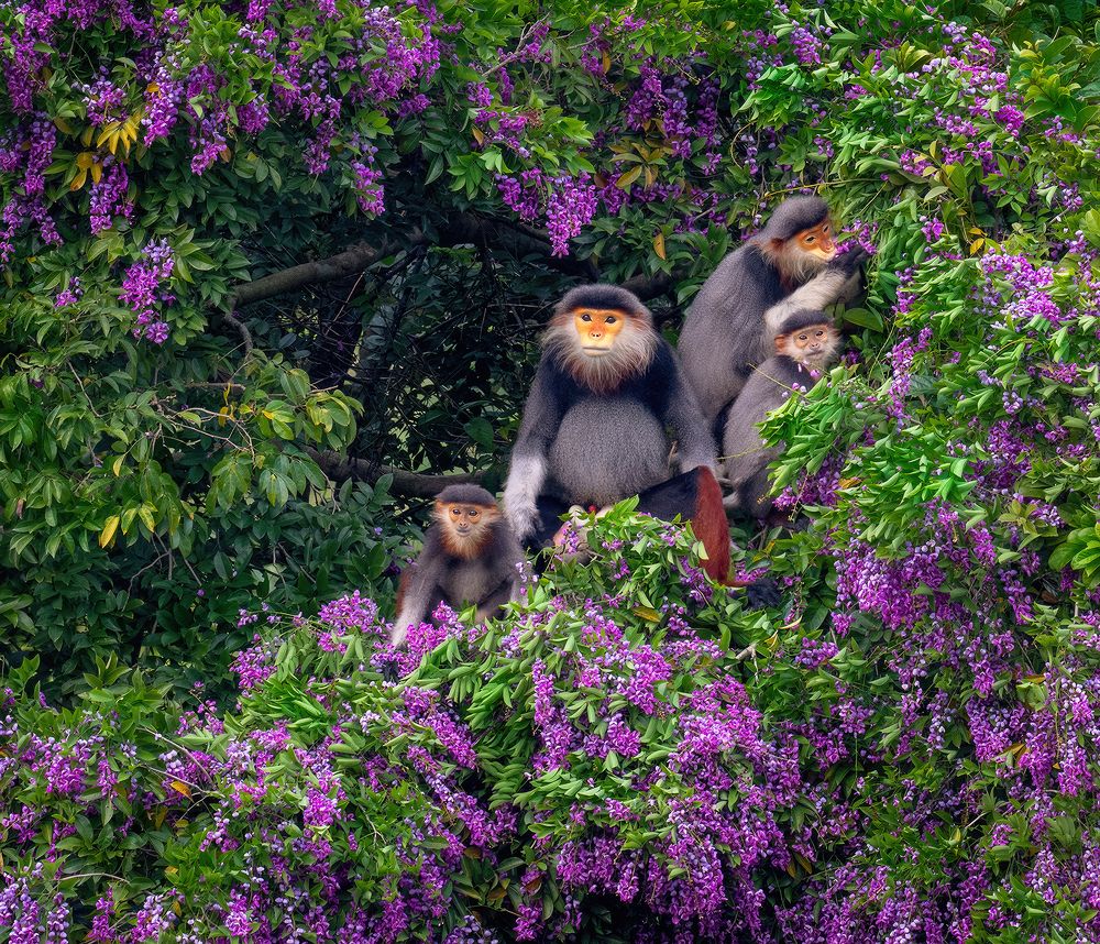 Red Shanked Douc Langurs and Purple Flowers