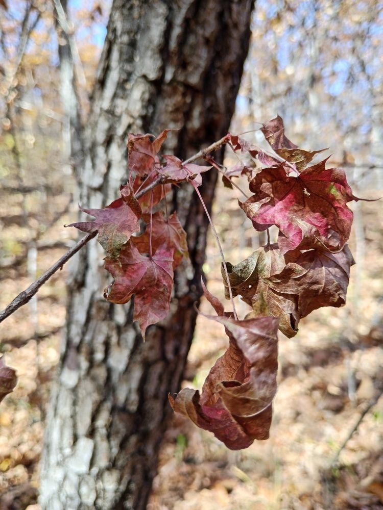 Photograph by Юлия Лихачева