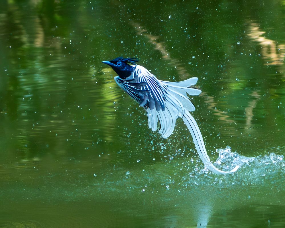 Photograph by Vipin P C