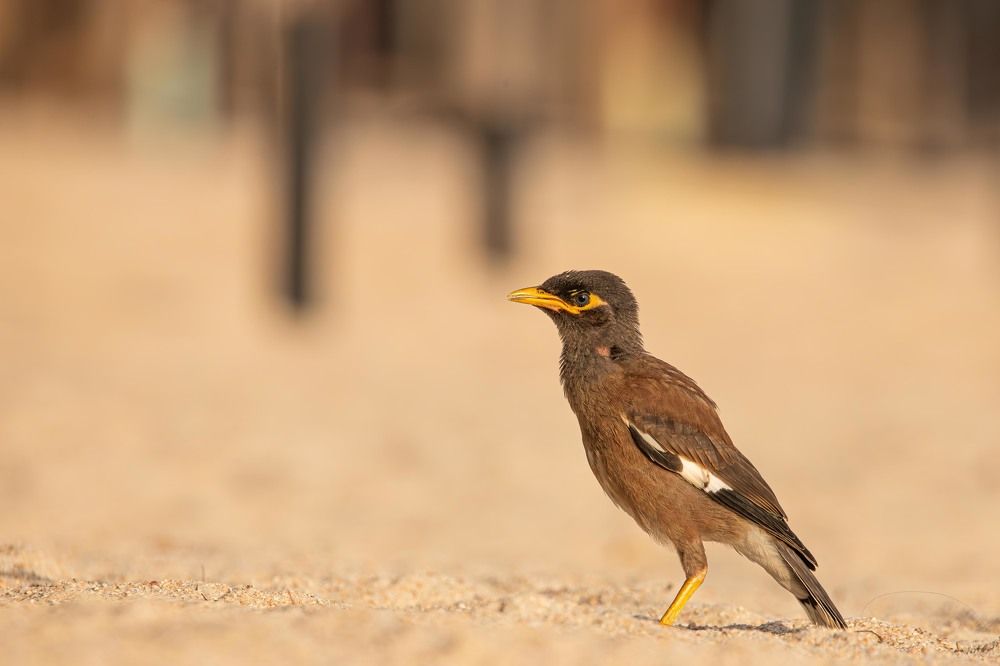 Photograph by Alexei Kriptozoy