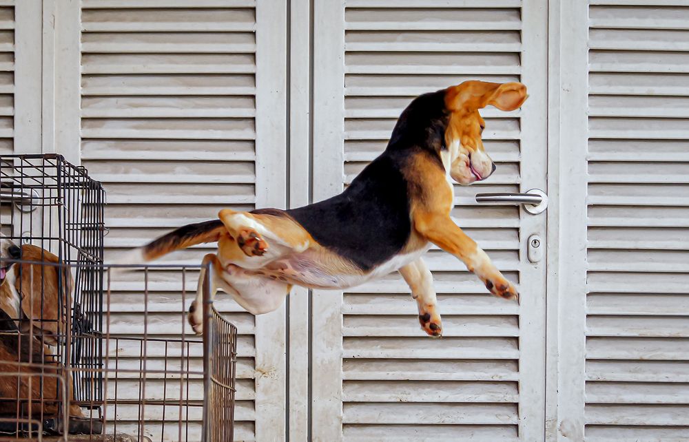 Фотография автора Rodolfo Pimentel