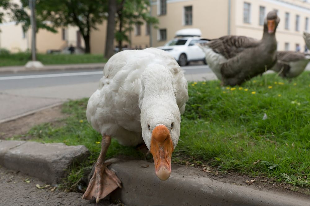 Photograph by Смирнов Алексей