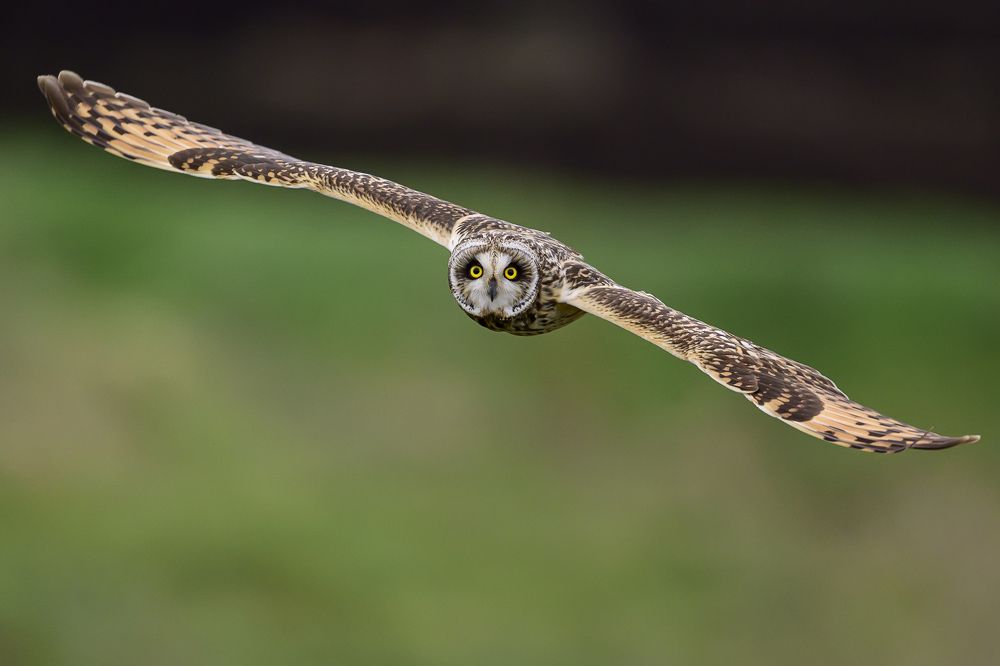 Photograph by Пупонин Сергей