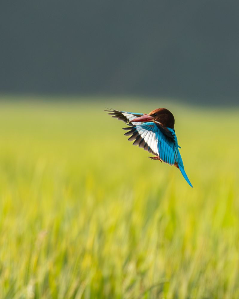 Фотография автора Anandhu M