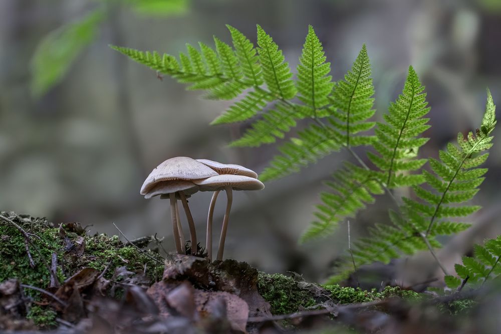 Один за всех и все за одного