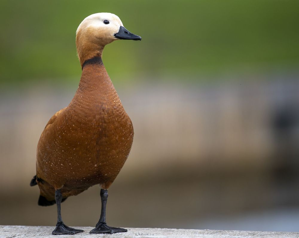 Photograph by Пупонин Сергей